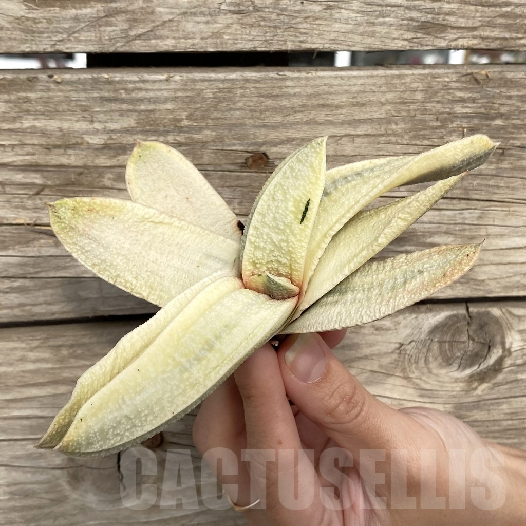 SHPR42777 Gasteria batesiana