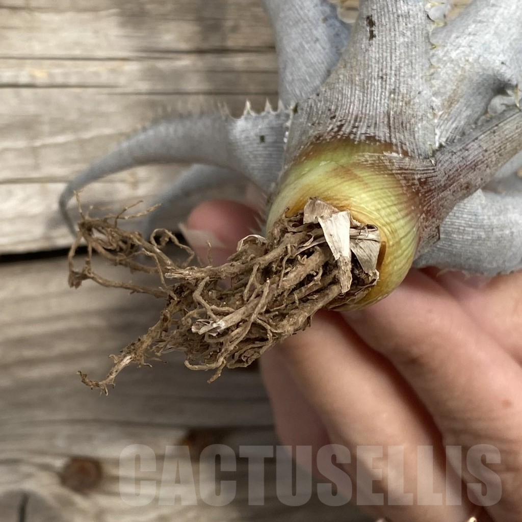 Shpr42779 Dyckia Marnier Lapostollei Hybrid Cactus Online