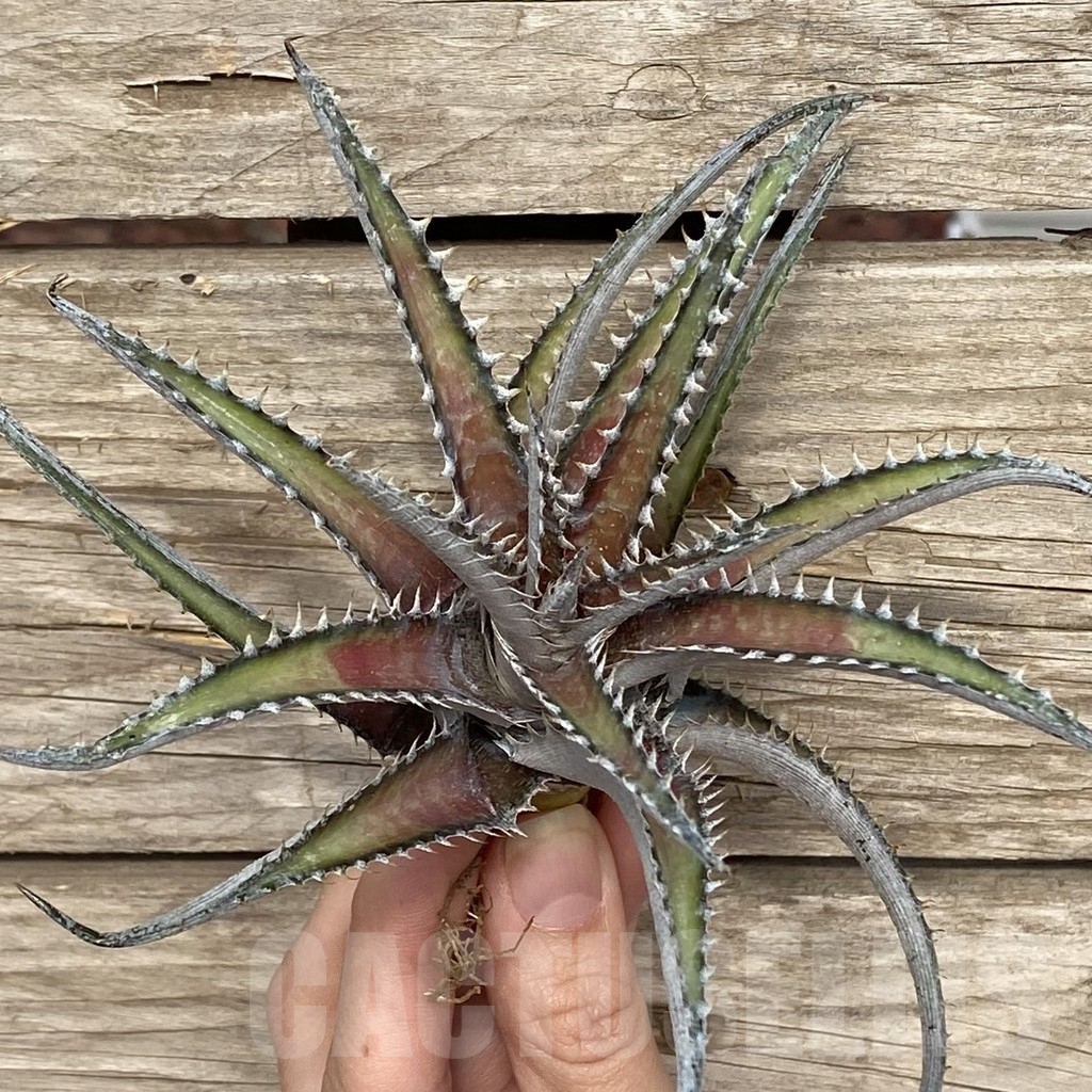 Shpr42779 Dyckia Marnier Lapostollei Hybrid Cactus Online