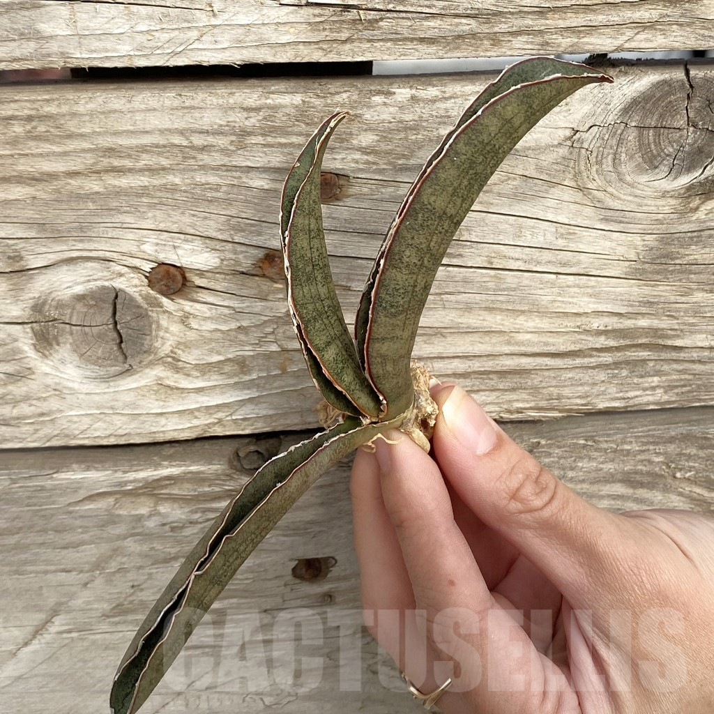 SHPR42723 Sansevieria 'Pink Bat' - Imagen 3