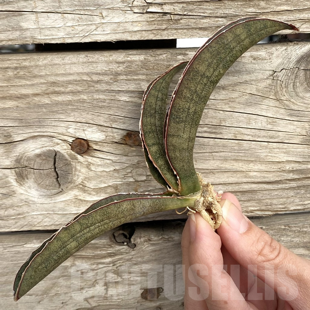SHPR42723 Sansevieria 'Pink Bat'