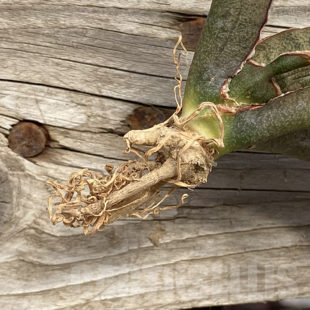 SHPR42725 Sansevieria 'Pink Bat' - Obrázek 2