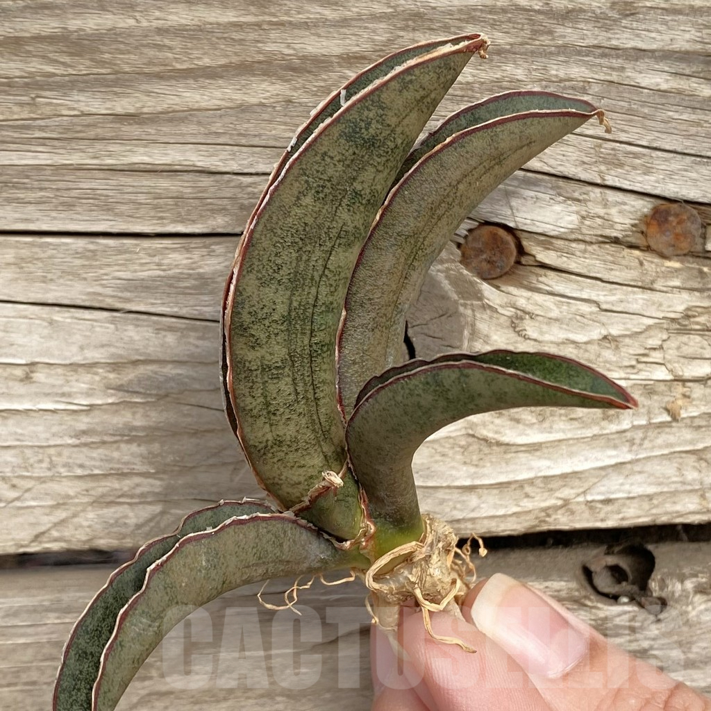 SHPR42725 Sansevieria 'Pink Bat'