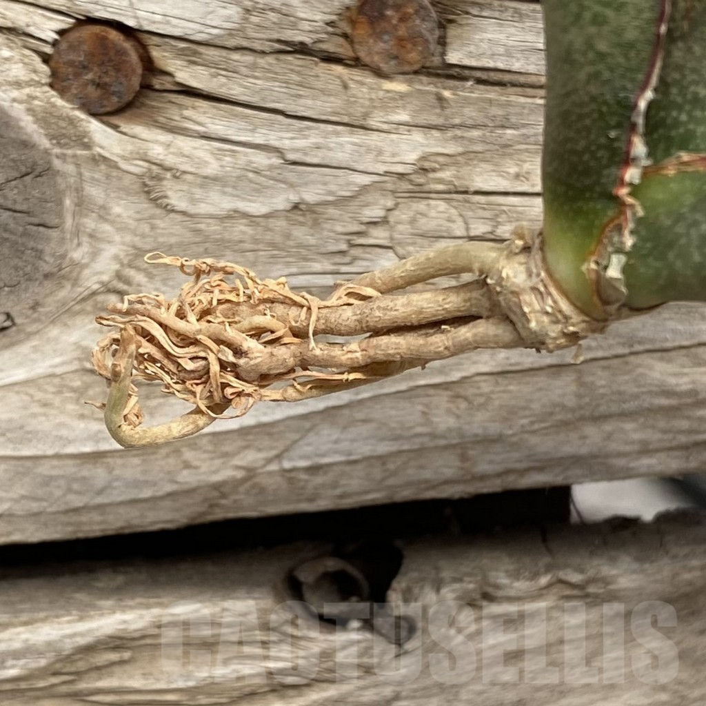 SHPR42726 Sansevieria 'Pink Bat' - immagine 2