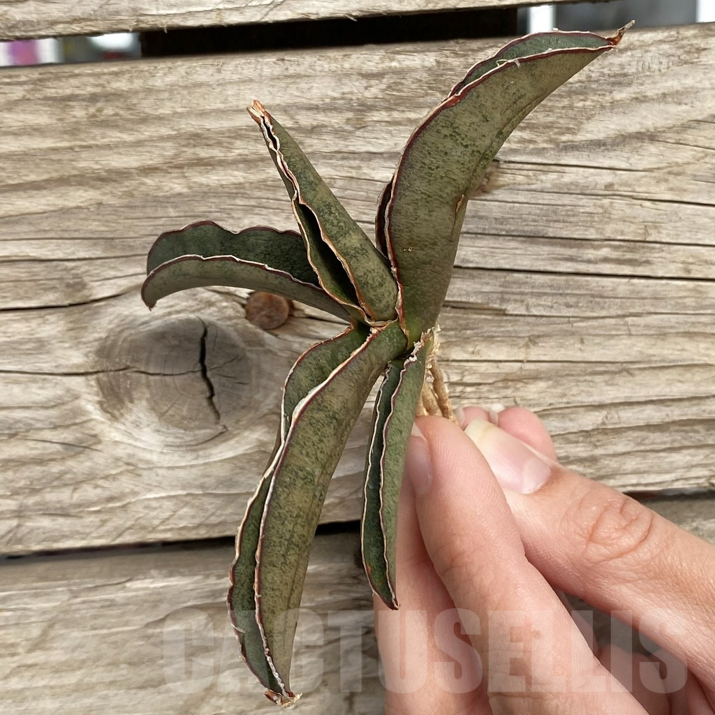 SHPR42726 Sansevieria 'Pink Bat'