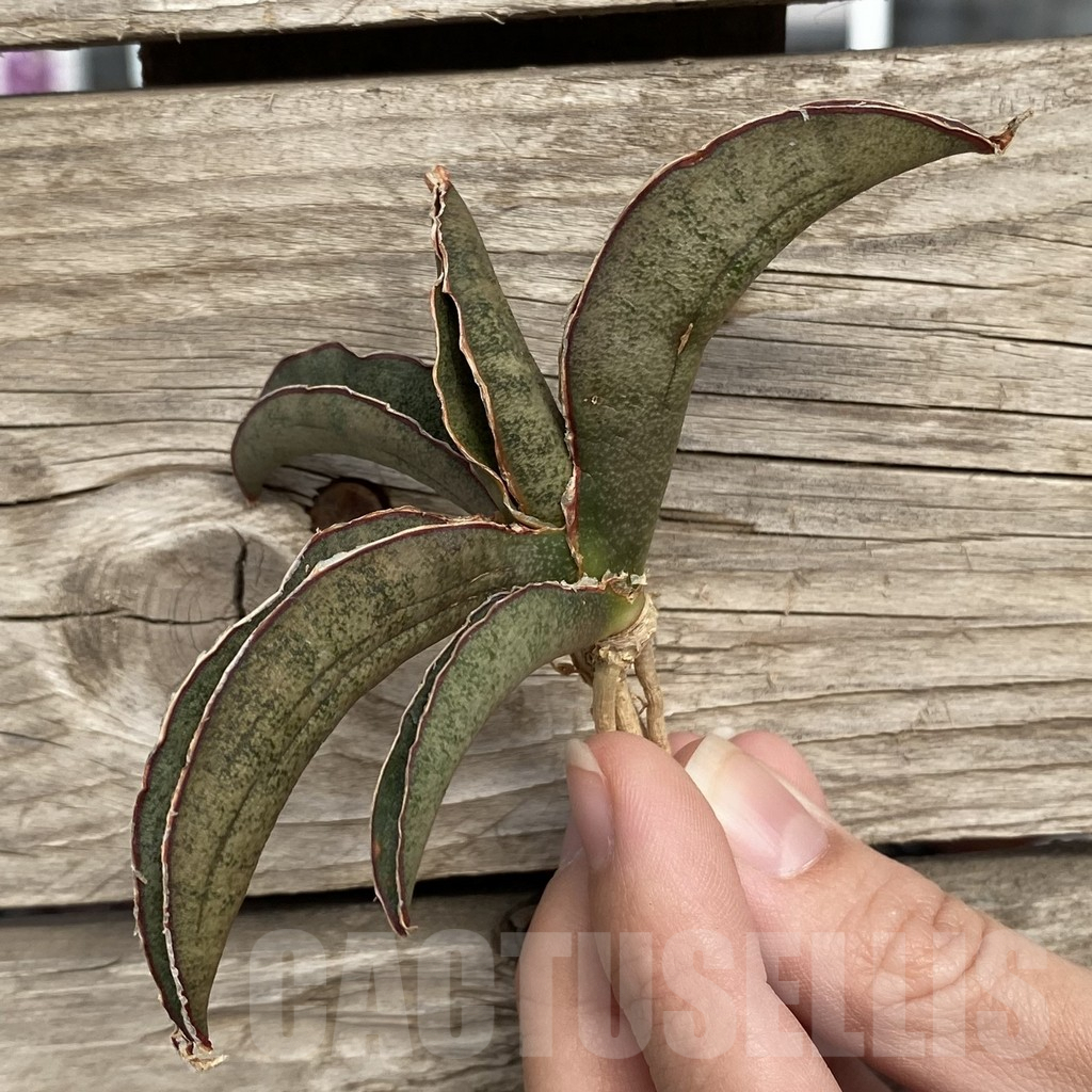 SHPR42726 Sansevieria 'Pink Bat' - immagine 3