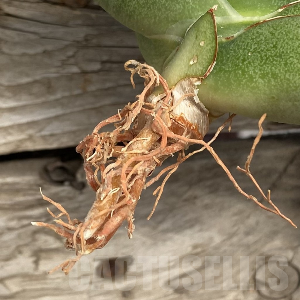 SHPR42728 Sansevieria 'Robo' - Image 2