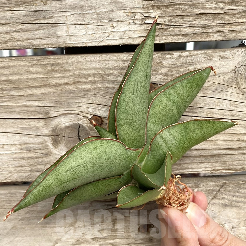 SHPR42728 Sansevieria 'Robo' - Image 3