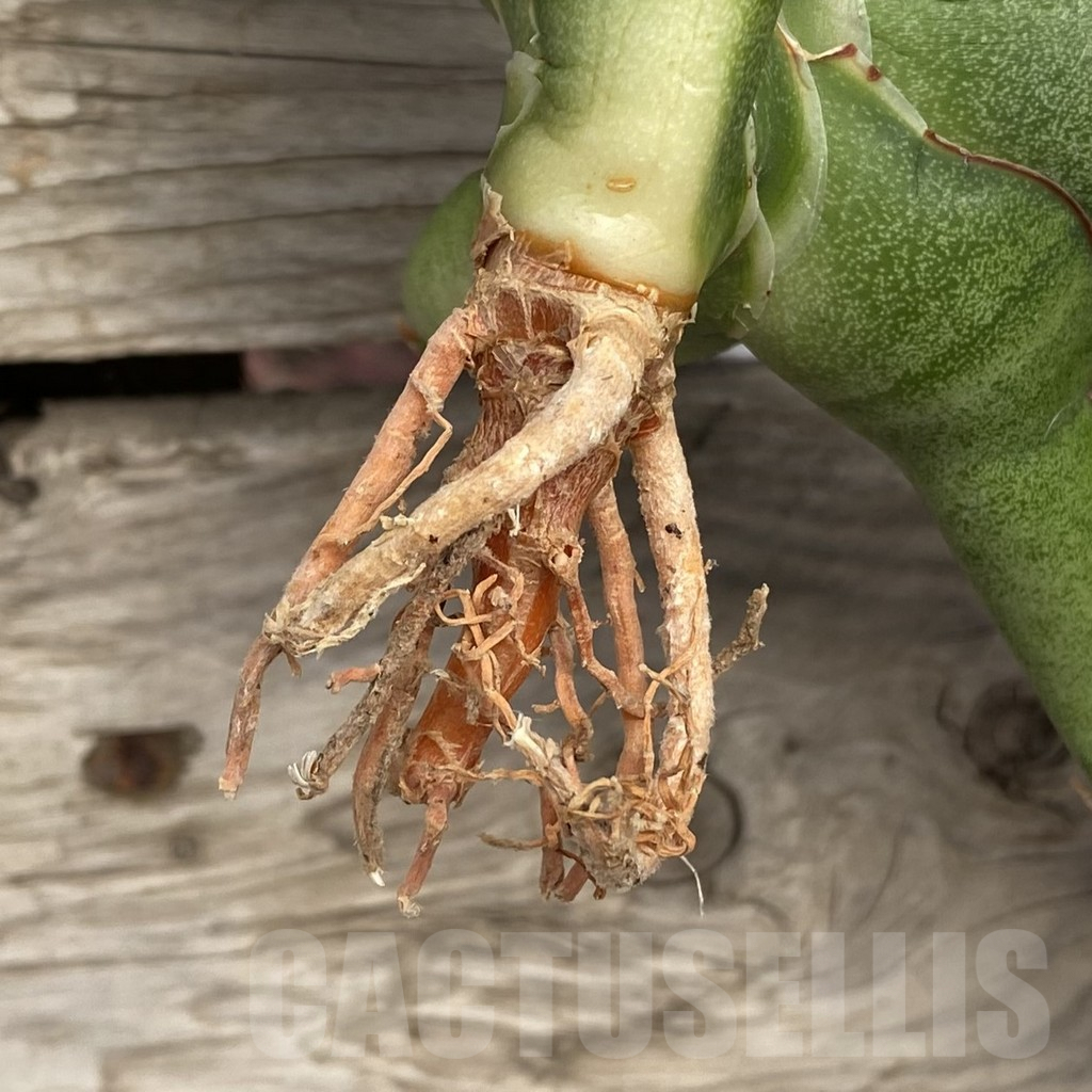 SHPR42729 Sansevieria 'Robo' - Image 2