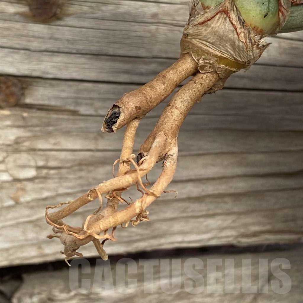 SHPR42731 Sansevieria 'Pinguicula White' - Image 2