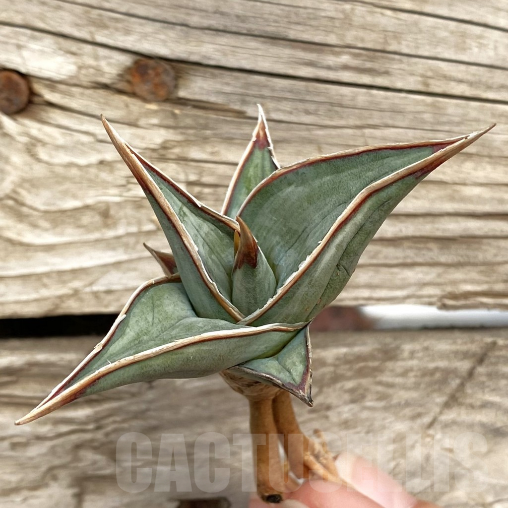 SHPR42731 Sansevieria 'Pinguicula White'