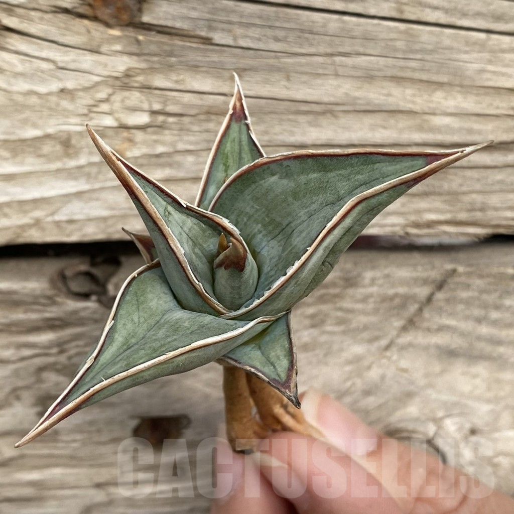 SHPR42731 Sansevieria 'Pinguicula White' - Image 3