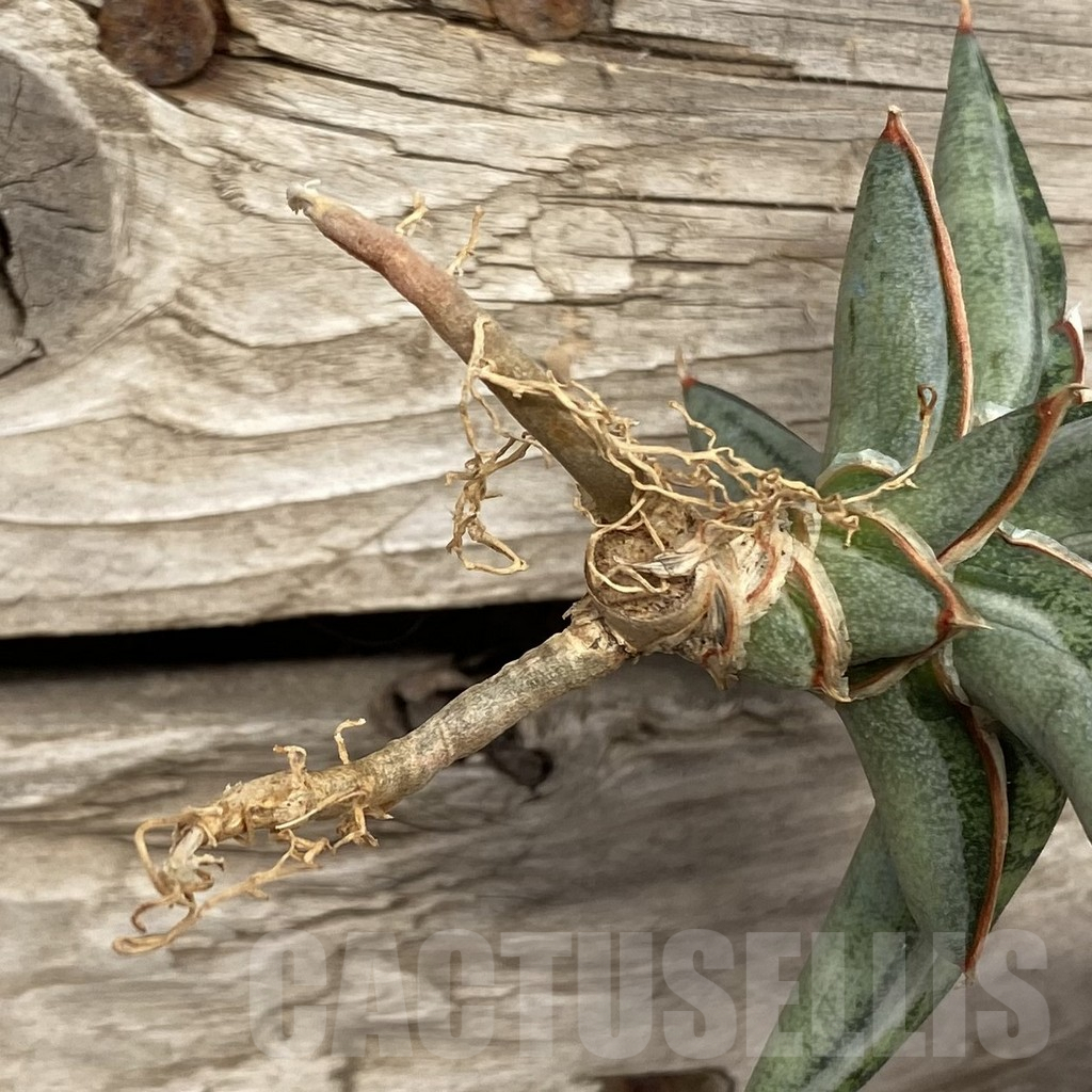 SHPR42732 Sansevieria ‘Silver Clone’ mediopicta - Image 2