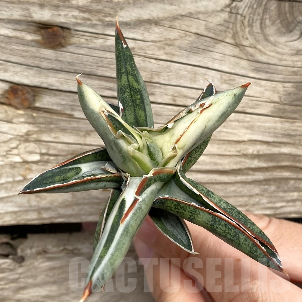SHPR42732 Sansevieria ‘Silver Clone’ mediopicta