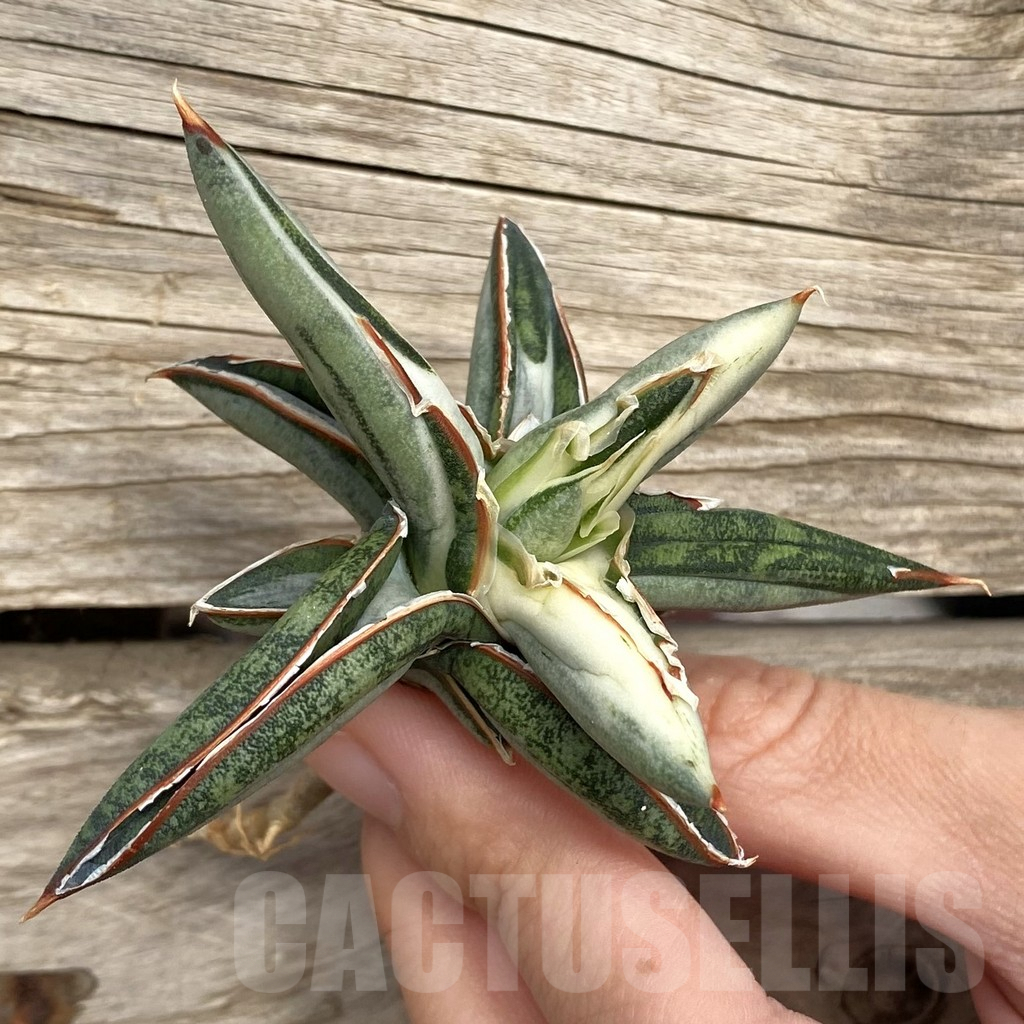 SHPR42732 Sansevieria ‘Silver Clone’ mediopicta - Image 3