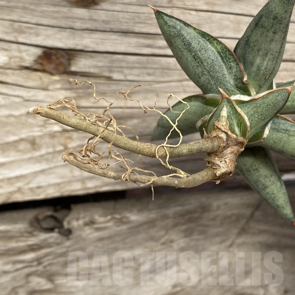 SHPR42733 Sansevieria ‘Silver Clone’ mediopicta - Image 2