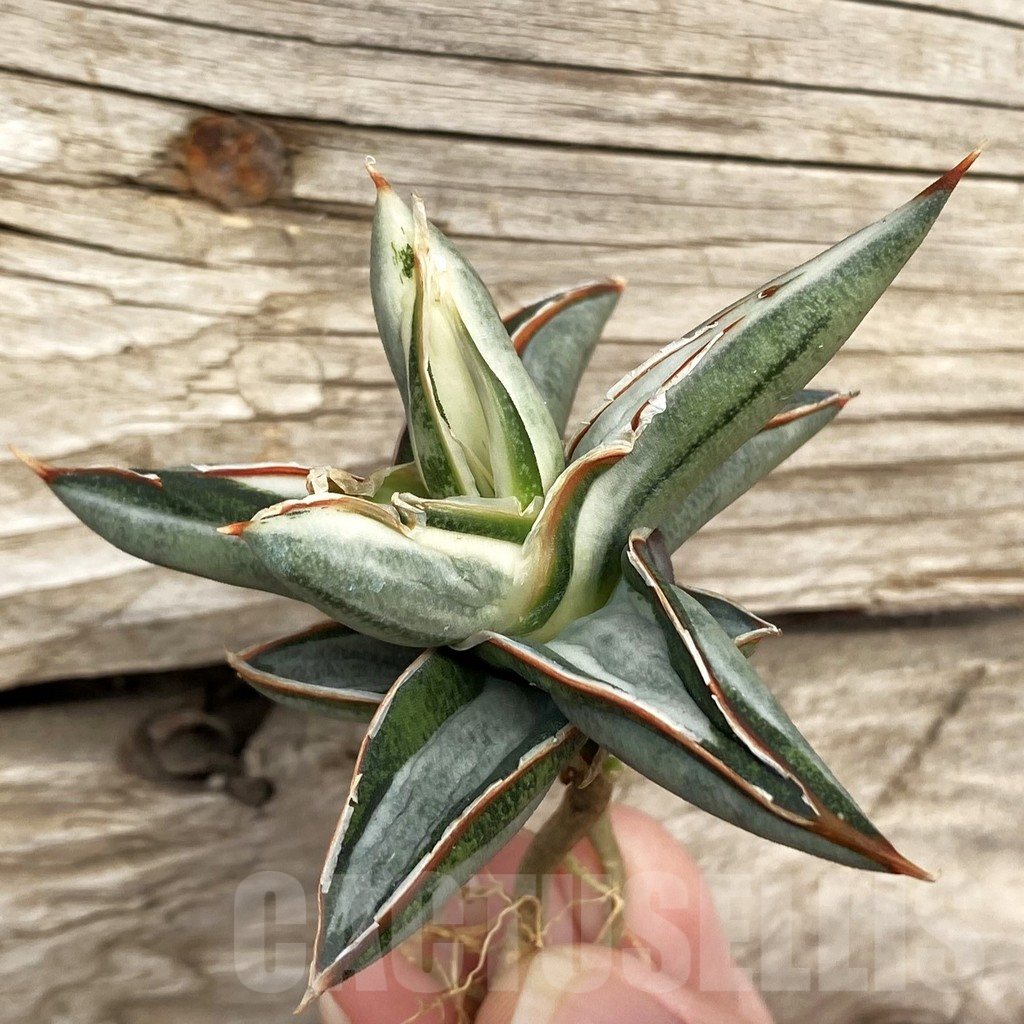 SHPR42733 Sansevieria ‘Silver Clone’ mediopicta