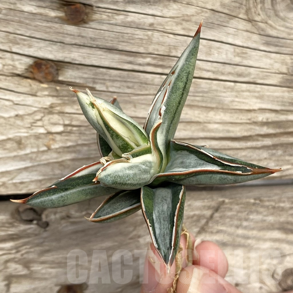 SHPR42733 Sansevieria ‘Silver Clone’ mediopicta - Image 3