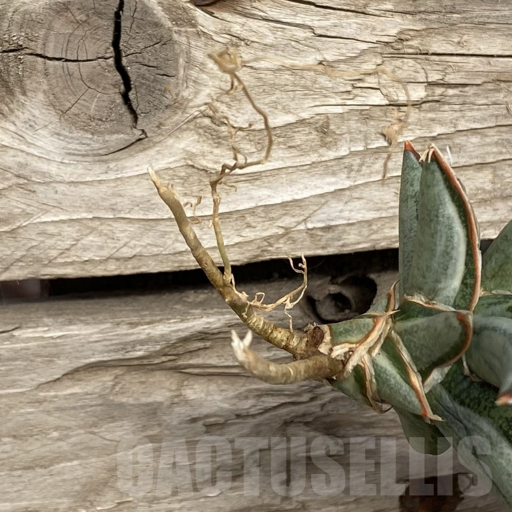 SHPR42734 Sansevieria ‘Silver Clone’ mediopicta - immagine 2