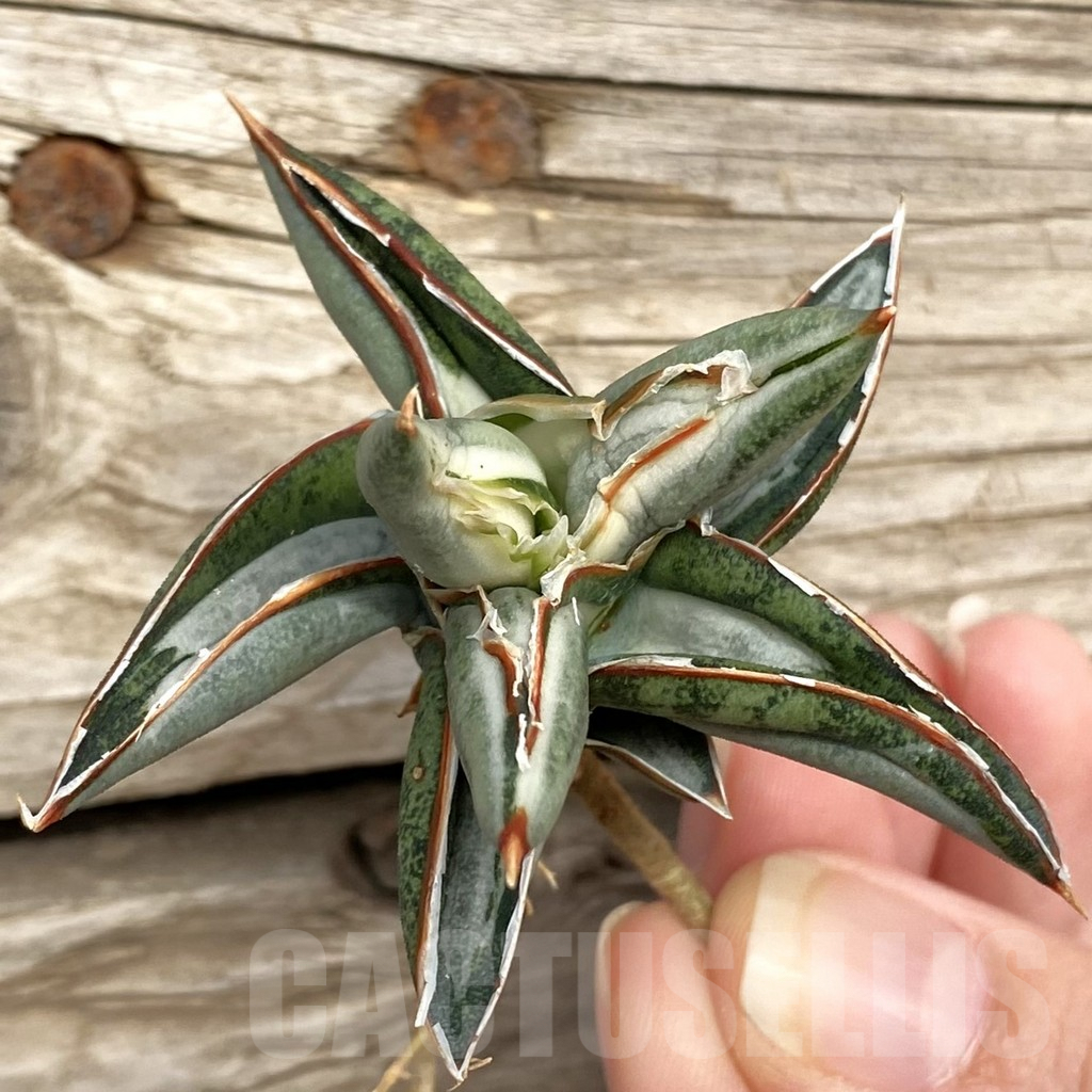 SHPR42734 Sansevieria ‘Silver Clone’ mediopicta