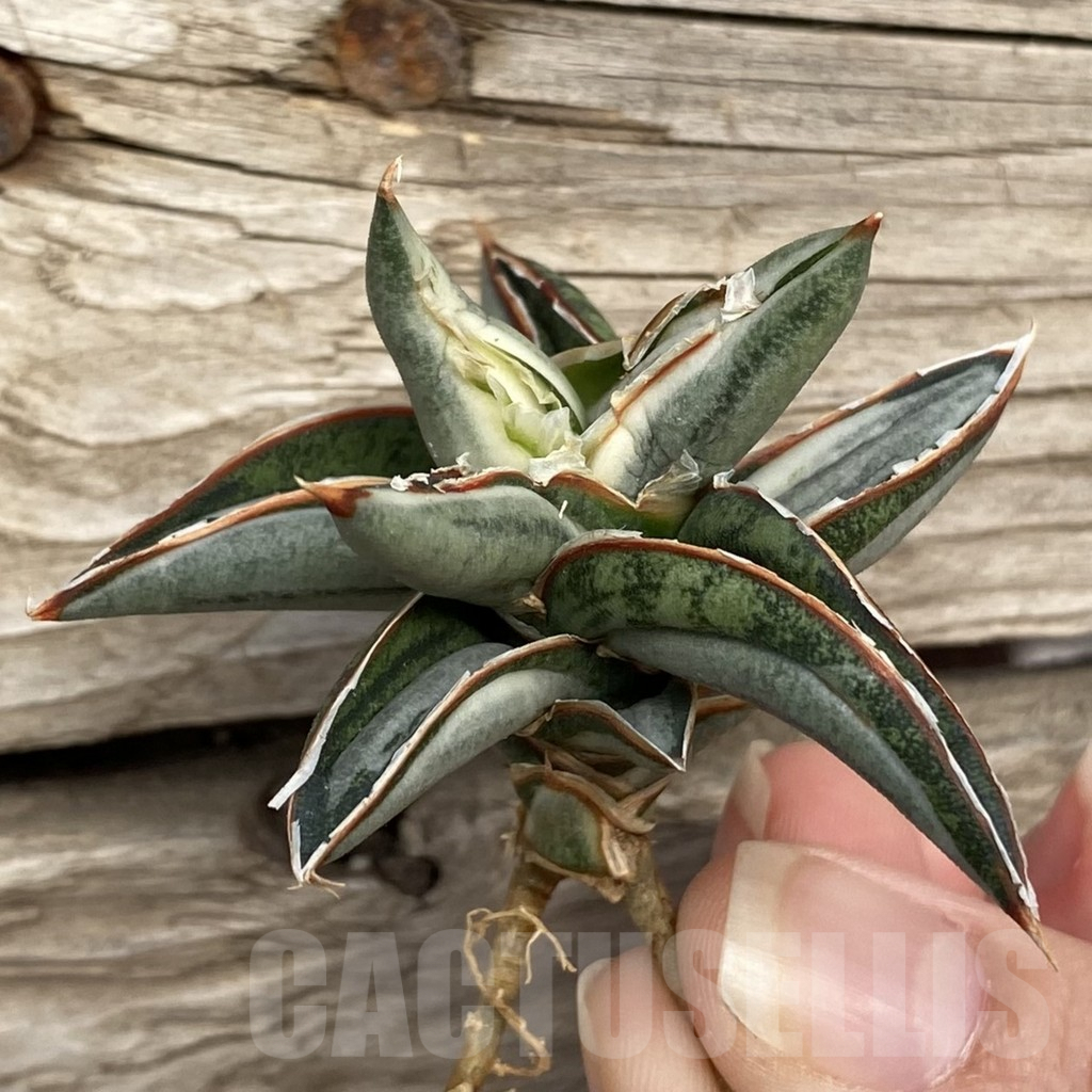 SHPR42734 Sansevieria ‘Silver Clone’ mediopicta - immagine 3