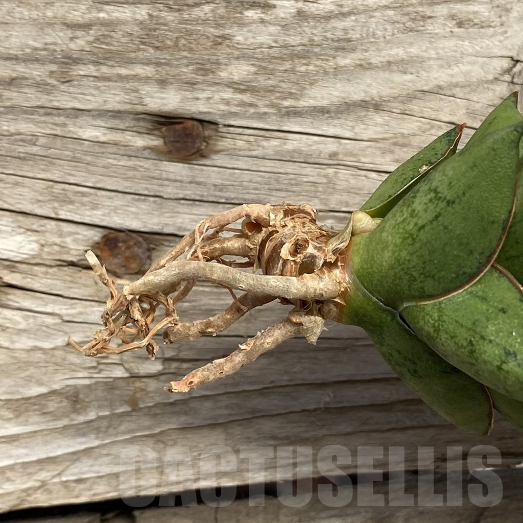 SHPR42737 Sansevieria ‘Dony' - Зображення 2