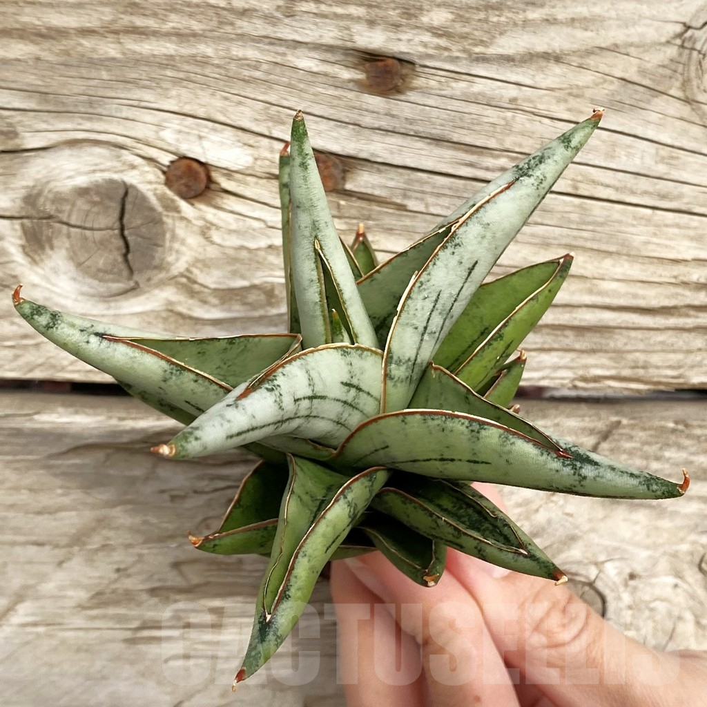 SHPR42737 Sansevieria ‘Dony'