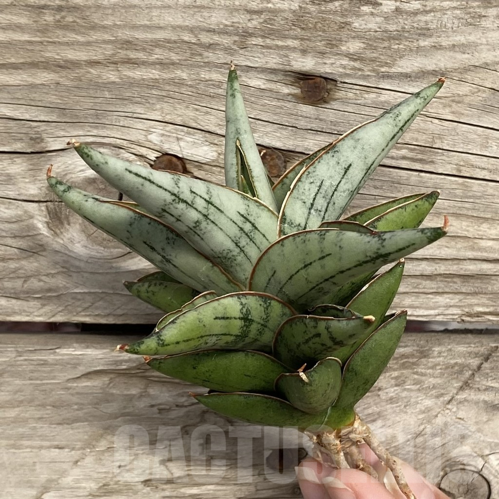 SHPR42737 Sansevieria ‘Dony' - Зображення 3
