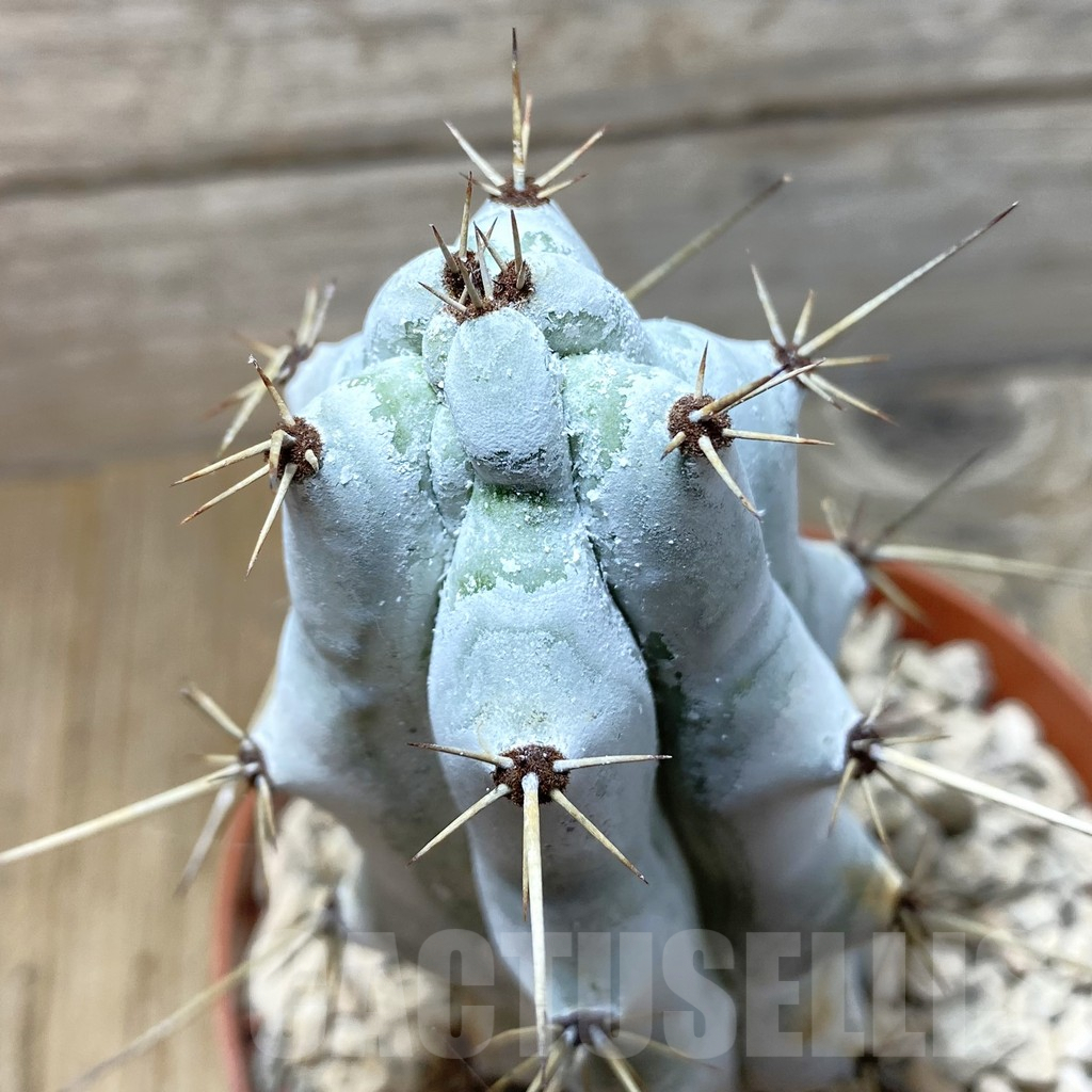 SHPR42830 Stenocereus beneckei