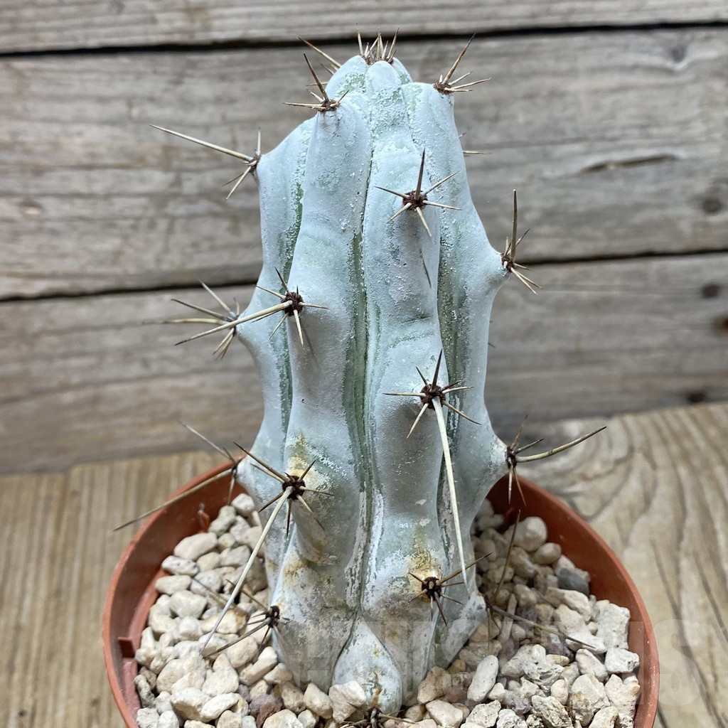 SHPR42830 Stenocereus beneckei - Imagen 2