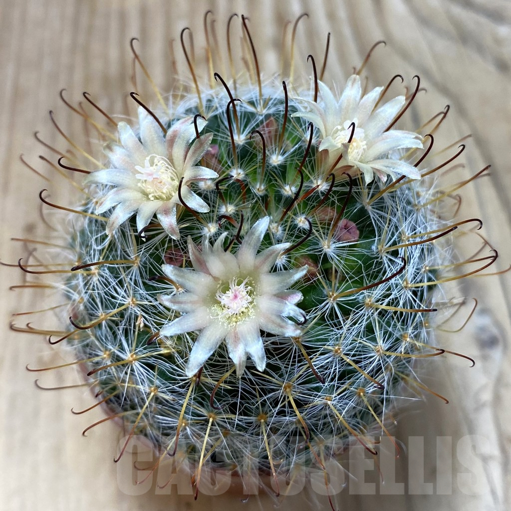 SHPR42831 Mammillaria sp.