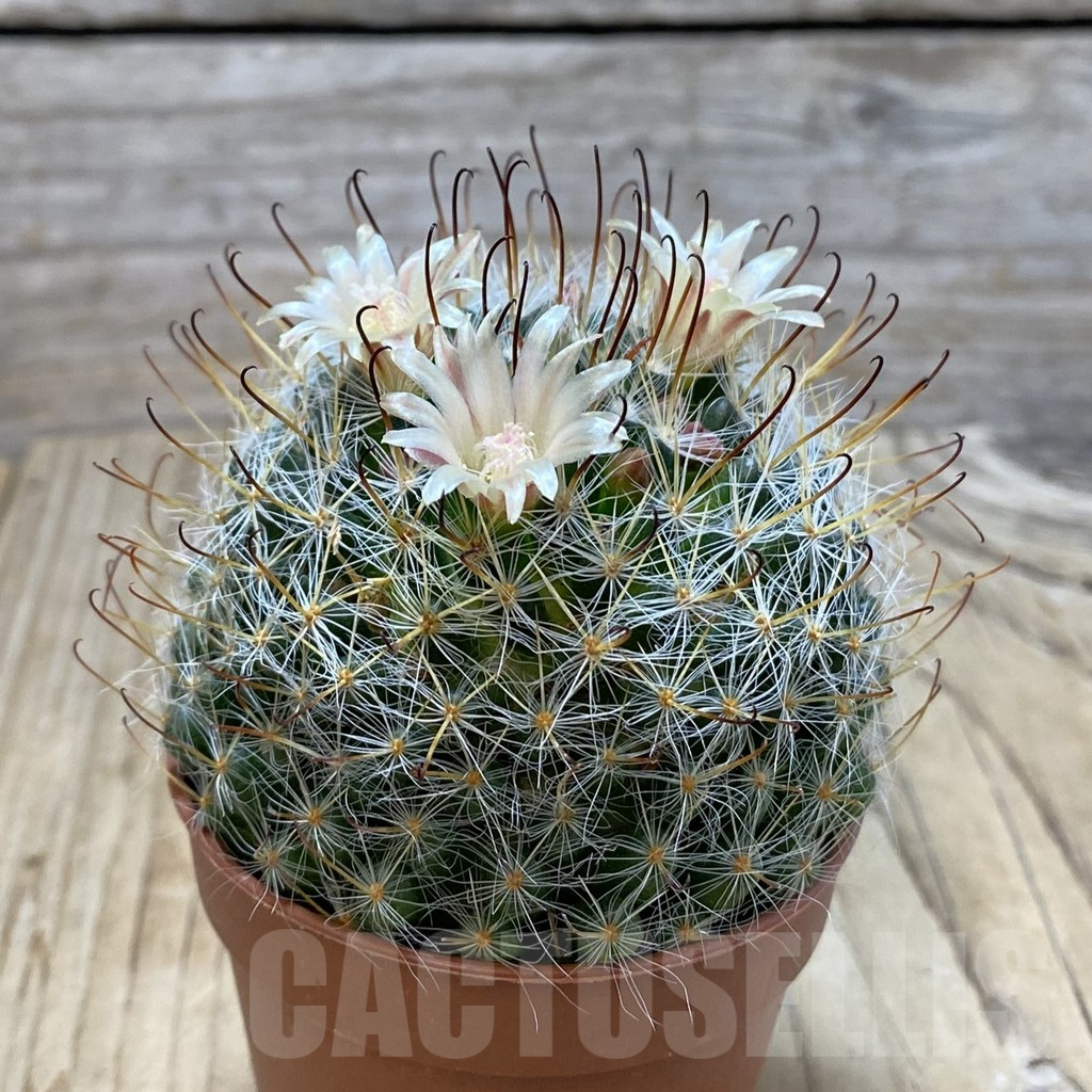 SHPR42831 Mammillaria sp. - Imagen 2