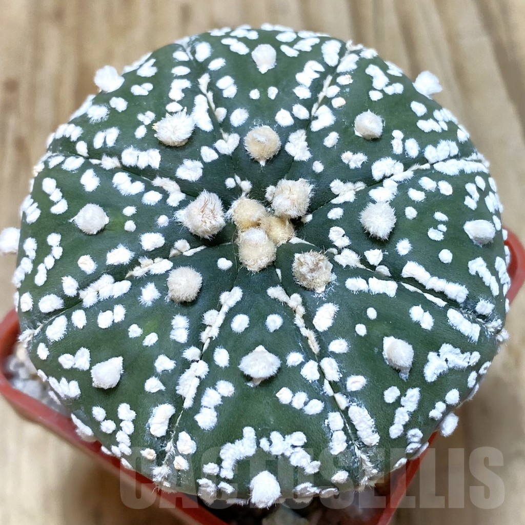 SHPR42832 Astrophytum asterias 'Super Kabuto' hybrid