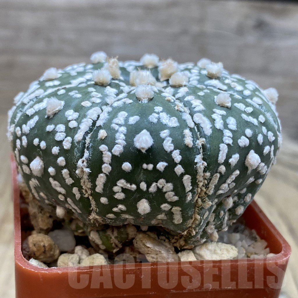 SHPR42832 Astrophytum asterias 'Super Kabuto' hybrid - Imagen 2