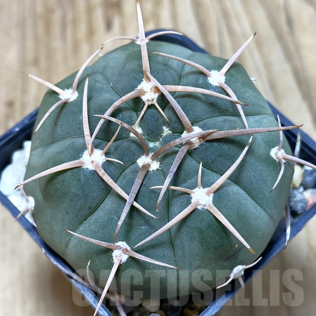 SHPR42834 Gymnocalycium bayrianum