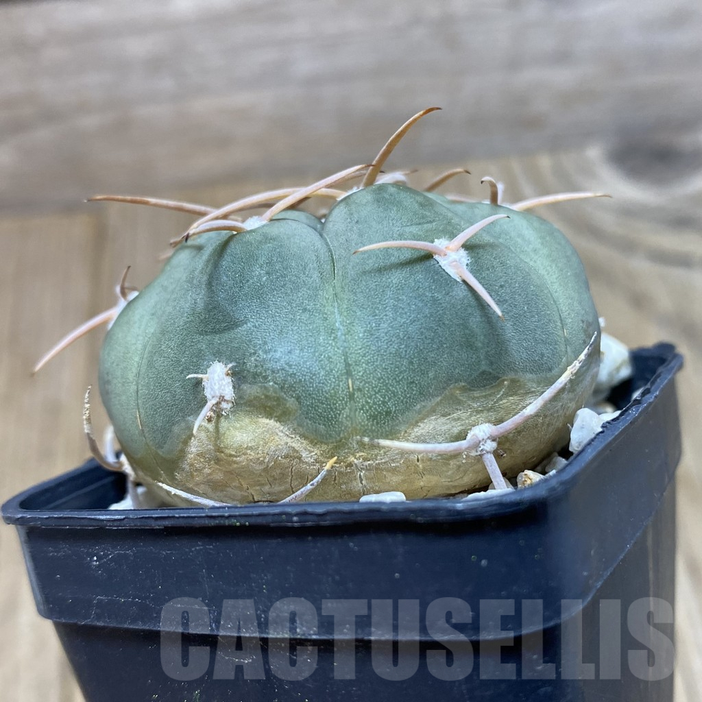 SHPR42834 Gymnocalycium bayrianum - immagine 2
