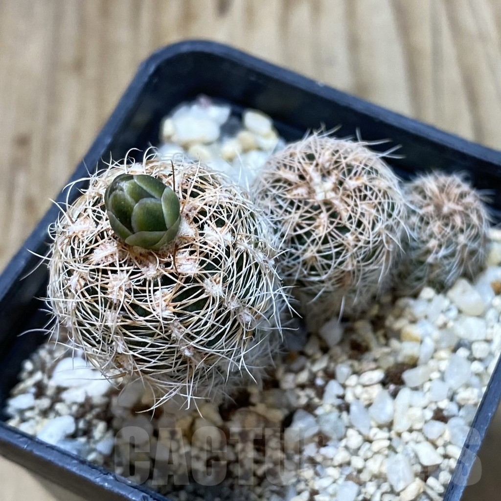 SHPR42835 Gymnocalycium bruchii ssp. melojeri VG 272