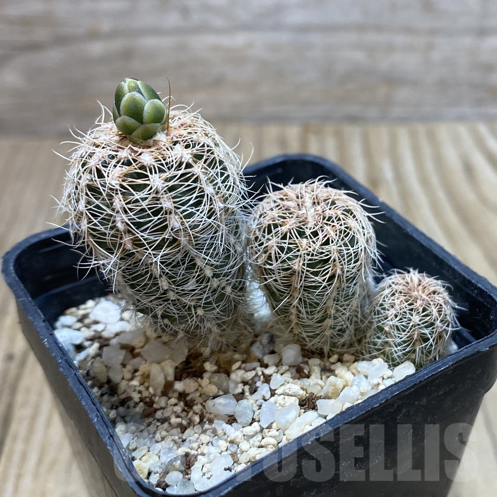 SHPR42835 Gymnocalycium bruchii ssp. melojeri VG 272 - Зображення 2