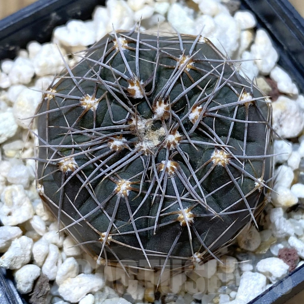 SHPR42836 Gymnocalycium taningaense VG 306