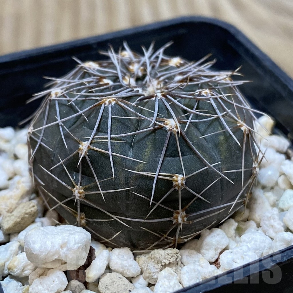 SHPR42836 Gymnocalycium taningaense VG 306 - Зображення 2