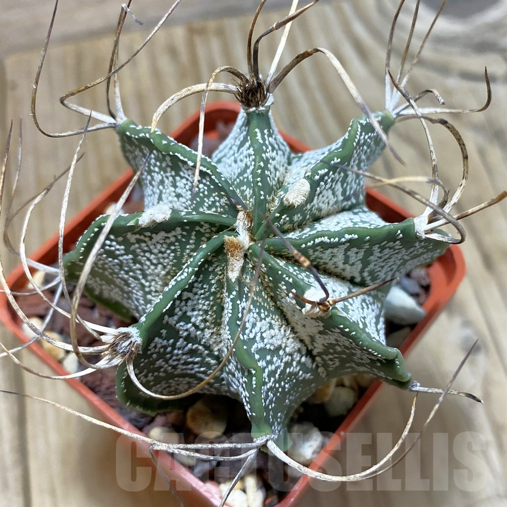 SH007 Astrophytum capricorne v. minor SB 323 – Cactus-online