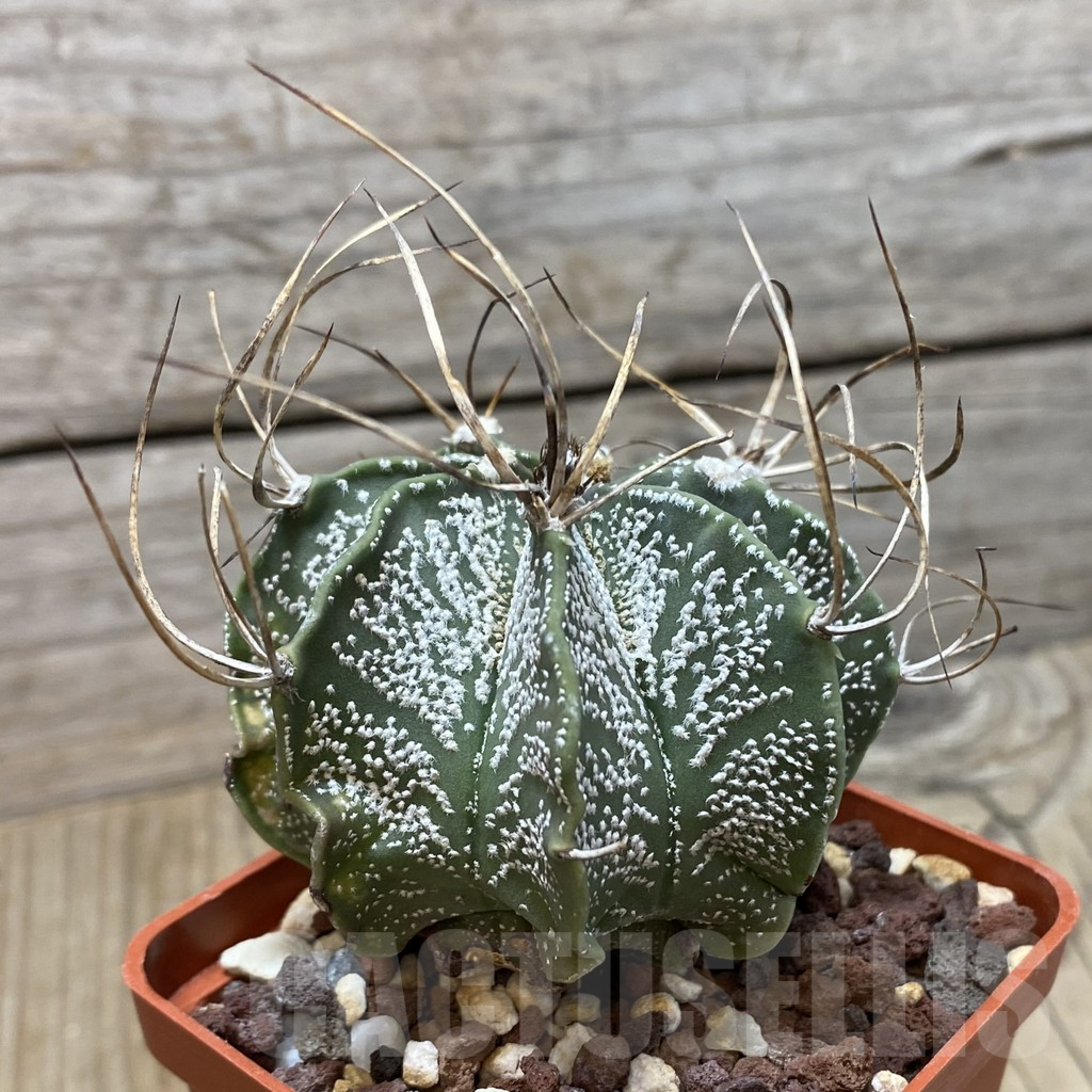 SH007 Astrophytum capricorne v. minor SB 323 - Image 2