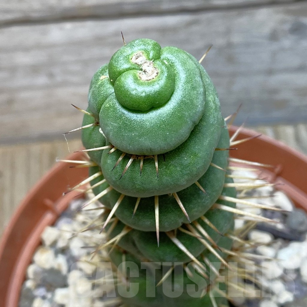 SHPR42829 Eulychnia castanea 'Spiralis'