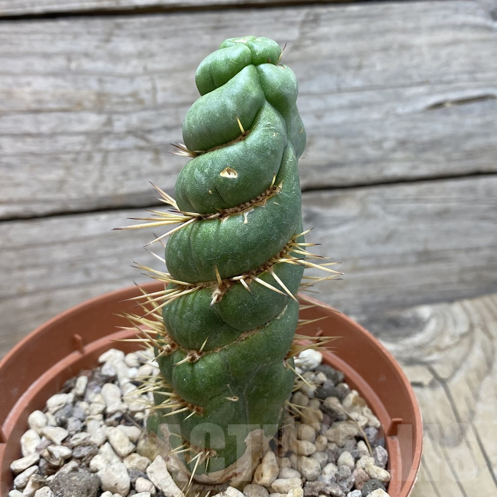 SHPR42829 Eulychnia castanea 'Spiralis' - Imagen 2