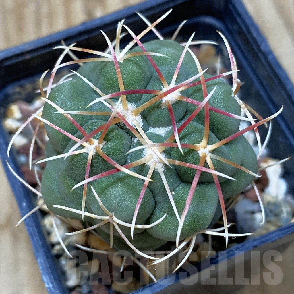 SH013 Thelocactus lloydii v. major HK 1608