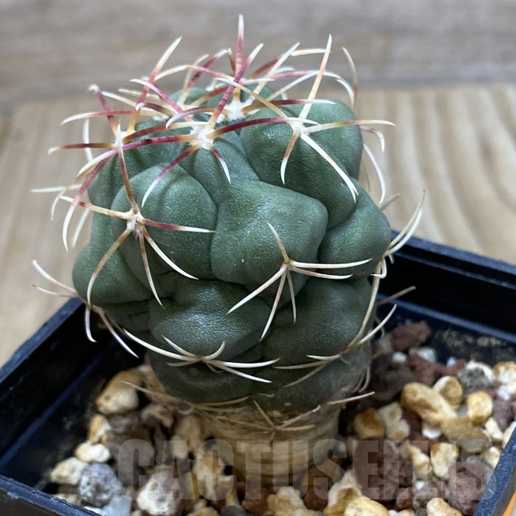 SH013 Thelocactus lloydii v. major HK 1608 - Зображення 2