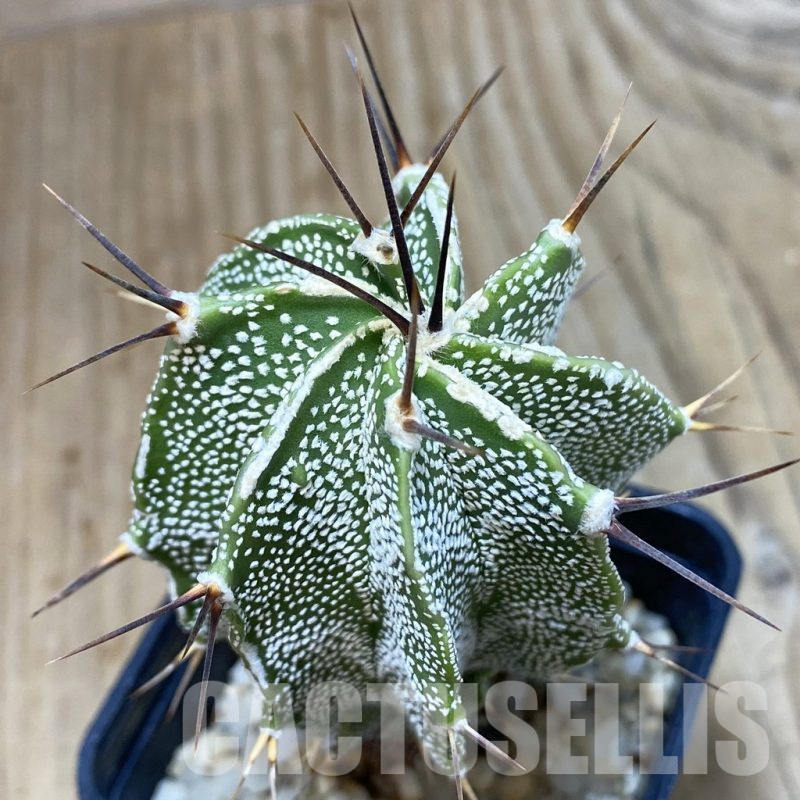 SH062 Astrophytum ornatum
