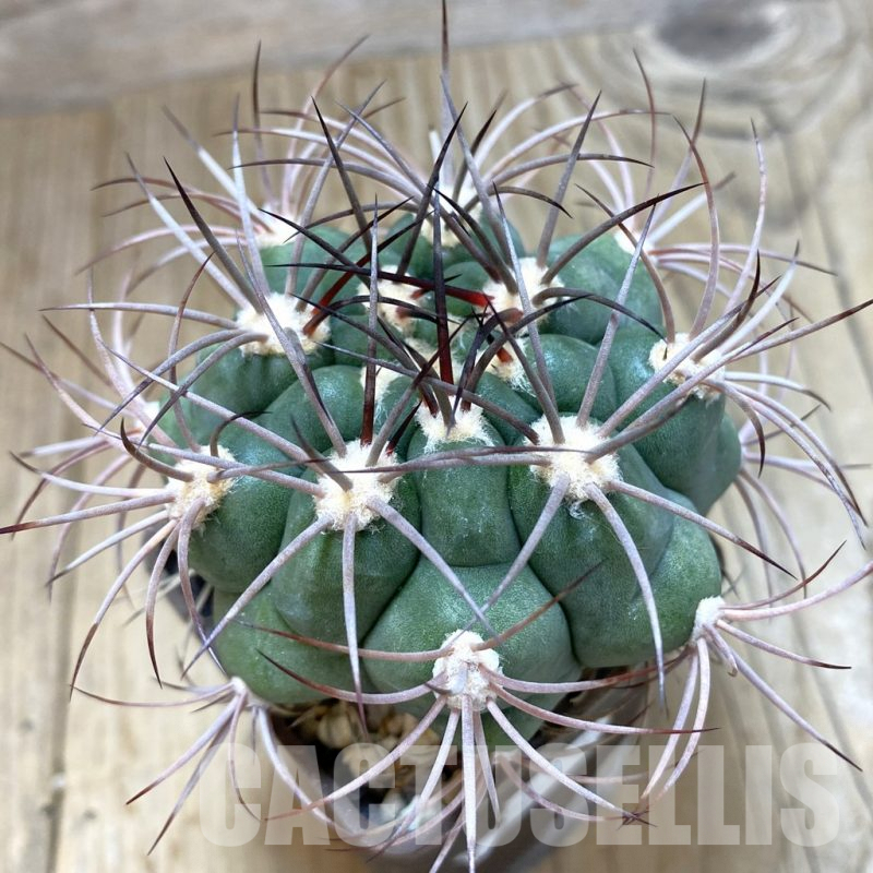 SH078 Gymnocalycium saglionis LB 1044