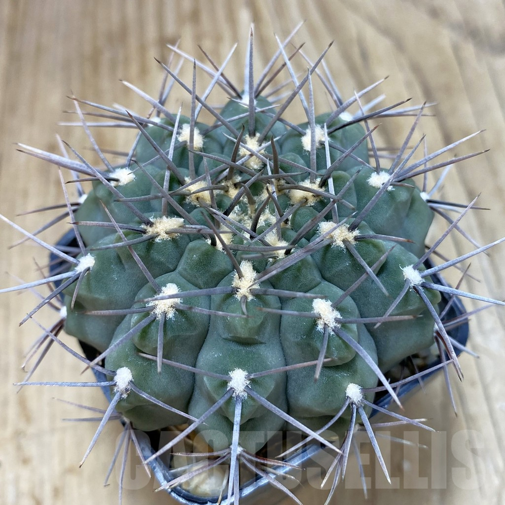 SH082 Gymnocalycium ochoterenae LB 466, old 8 years