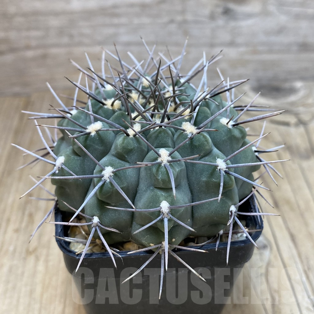 SH082 Gymnocalycium ochoterenae LB 466, old 8 years - Image 2